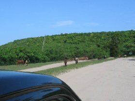 Way to the beach (August 2007)