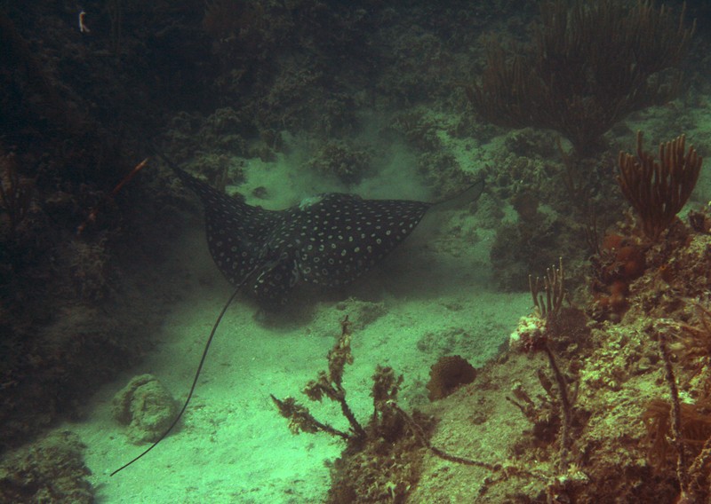 Rayfish near Blue Beach (August 2007)