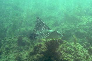 Katka again met the big spotted eagle ray near the Blue Beach (August 2007)