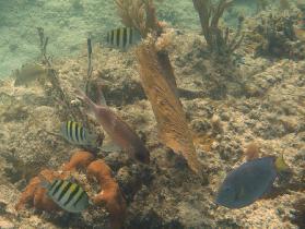 Red reef squirrelfish, couple of sergeants, and a blue tang (August 2007)