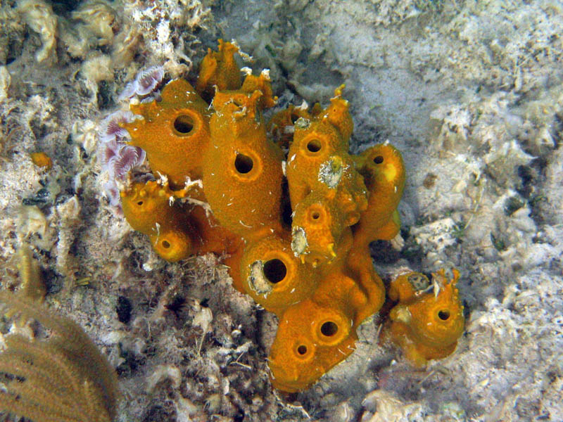Sea sponge - doesn't look like an animal, but it actually is (July 2007)