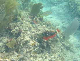 Parrotfish (July 2007)