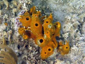 Sea sponge - doesn't look like an animal, but it actually is (July 2007)