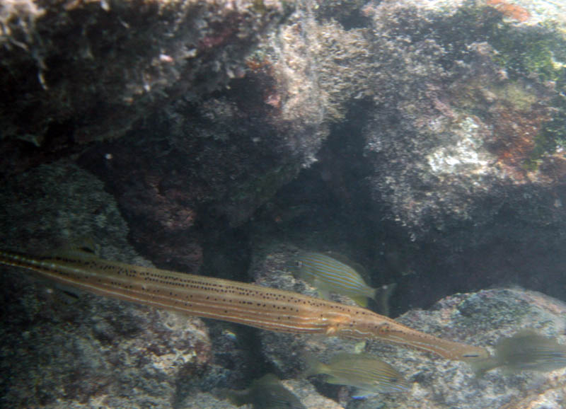Trumpet fish (August 2007)