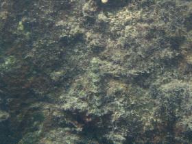 Sand diver lizardfish (Synodus intermedius) (August 2007)