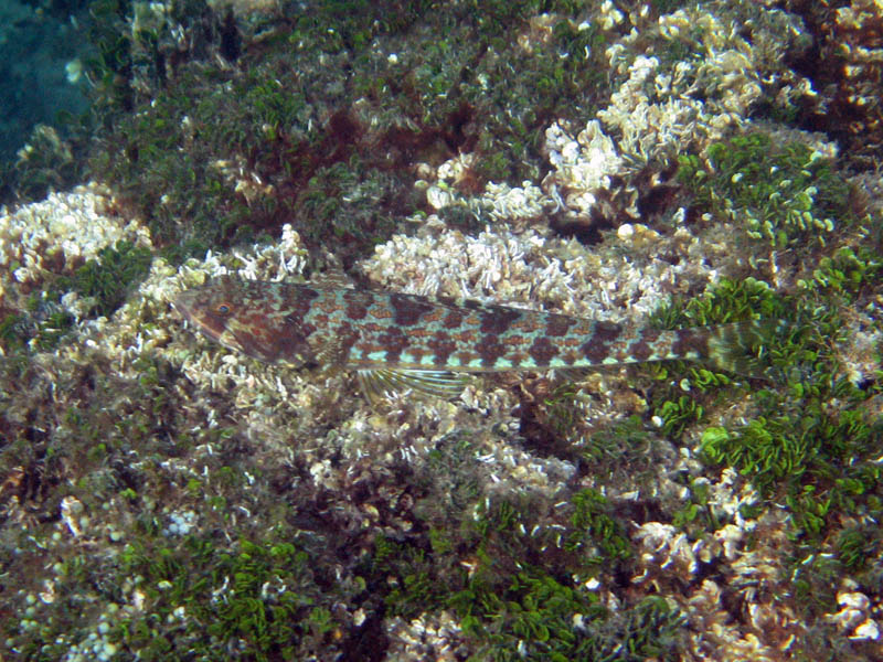 Lizardfish - Synodus saurus (August 2007)