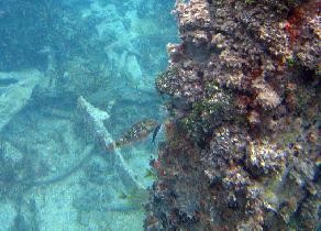 Young parrot fish feeding on corals (August 2007)