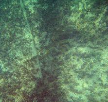 Fish use to hide in pillar shadows (August 2007) Fish use to hide in pillar shadows (August 2007)