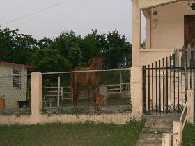 A watchdog and a watchhorse (July 2007)