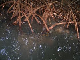 Mussels attached to the mangrove roots right under the surface some will eat them later on (August 2007)