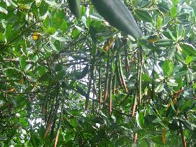 Mangrove fruits (August 2007)