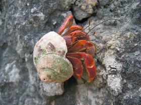 Karibsk krab pustovnk (Coenobita clypeatus) (August 2007)