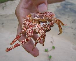 Arieli found a ghost crab skeleton while we waited for airplane (August 2007)