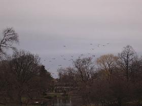 Flying Canadian geese on the way home (March 2007)