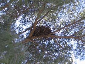 Nest in the tree crown (March 2008)