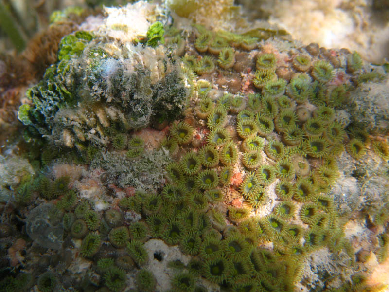Colony of greenish polyps (August 2008)