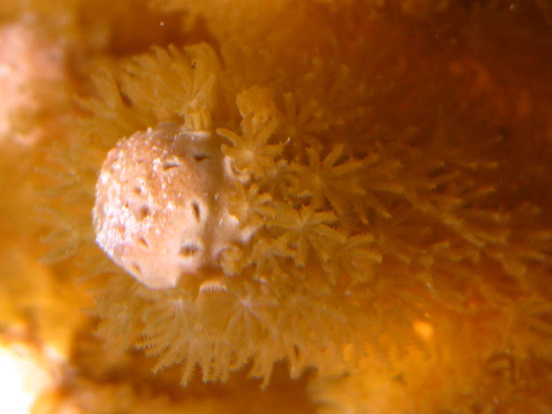 Na pikch tohto prstovho koralu chbaj polypy - pravdepodobne ich zjedol papagjovec (August 2008)