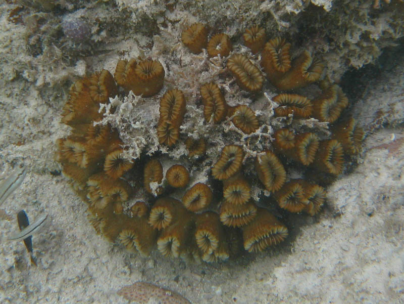 Smooth Flower Coral (August 2008)