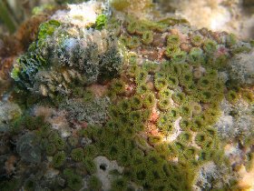 Colony of greenish polyps (August 2008)