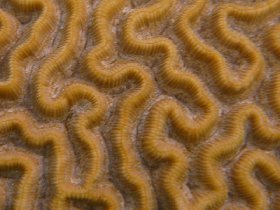 Close-up to the braincoral structure (August 2008)