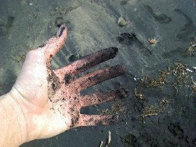 Playa Negrita - the black sand beach (July 2008)