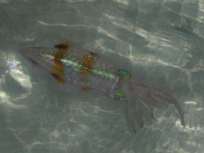 Esperanza - squids under the pier (August 2008)