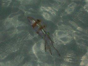 Esperanza - squids under the pier (August 2008) Esperanza - squids under the pier (August 2008)