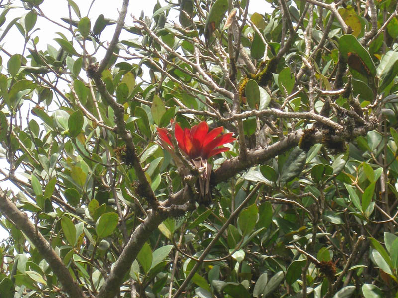 El Yunque - the rainforest (August 2008)