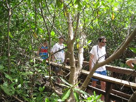 Laguna Kiani - among the mangroves (July 2008)