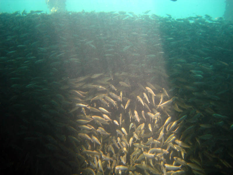 Big shoal of fish under the Old Pier in Esperanza (July 2008)