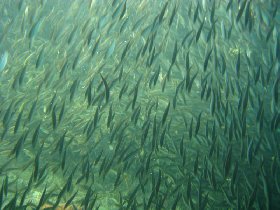 Under the old pier in Esperanza (July 2008)