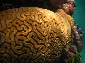 It's clear why it's being called a braincoral (July 2008)