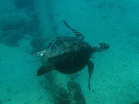 Scuba diving in the Caribbean Sea (July 2008)