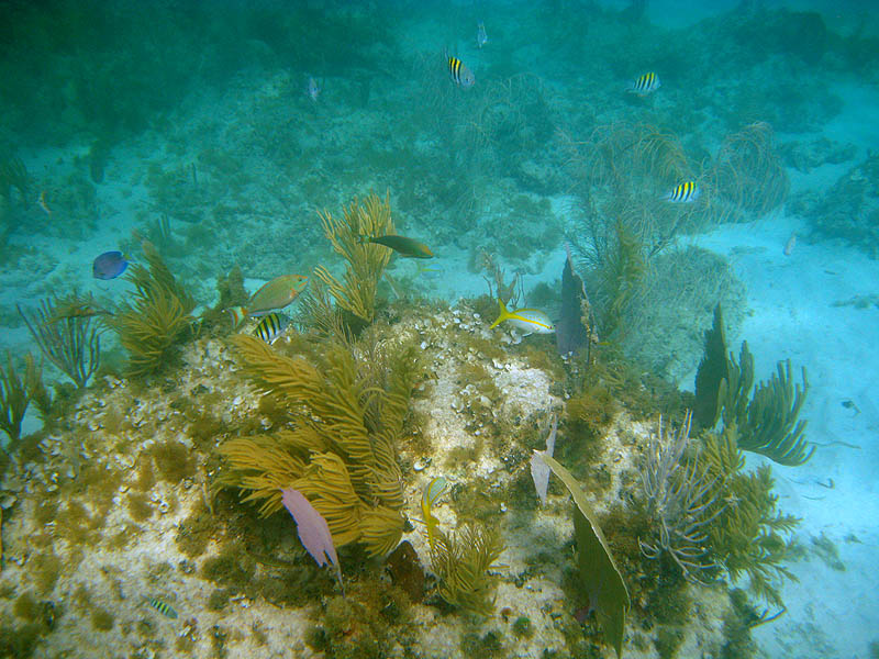 Various fish: Sergeant Major Damselfish, Parrotfish, Yellowtail Snapper, Surgeonfish, ... (July 2008)