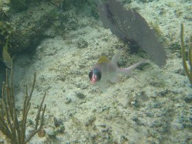 Cymothoid isopod parasite attached to the forehead of a squirrelfish (Holocentrus adscensionis) (July 2008)