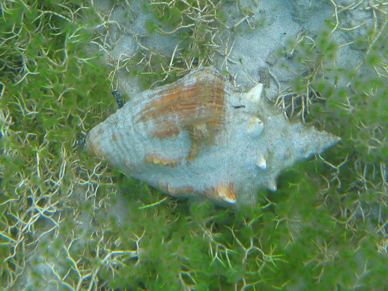 Queen conch with its eyes out (July 2008)