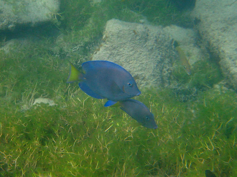 Blue tang - Acanthurus coeruleus (August 2008)