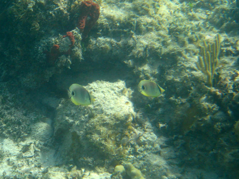 Foureye butterflyfish - Chaetodon capistratus (August 2008)