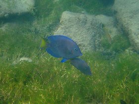 Blue tang (August 2008)