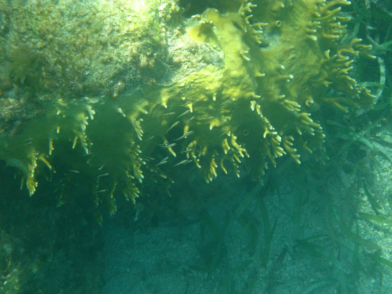 Branching Fire Coral (August 2008)
