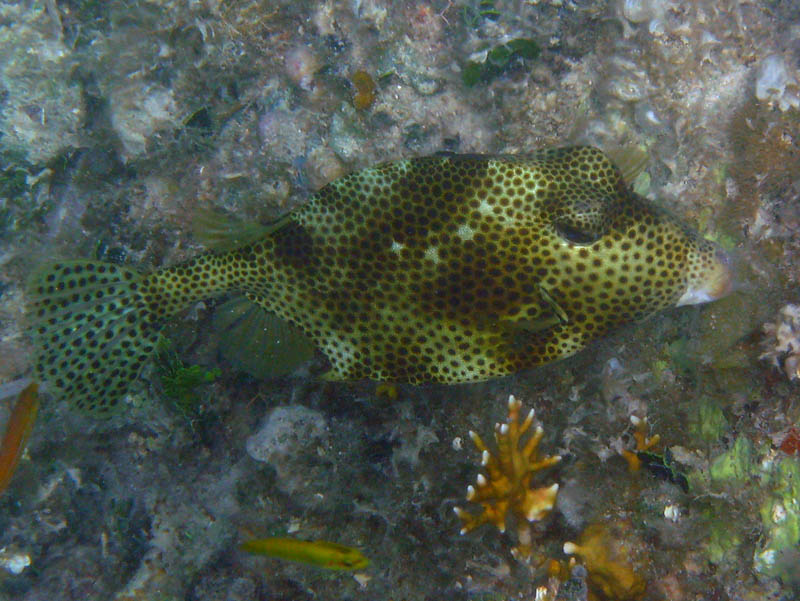 Spotted trunkfish - Lactophrys bicaudalis (August 2008)