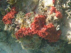 Red Volcano Sponge (August 2008)
