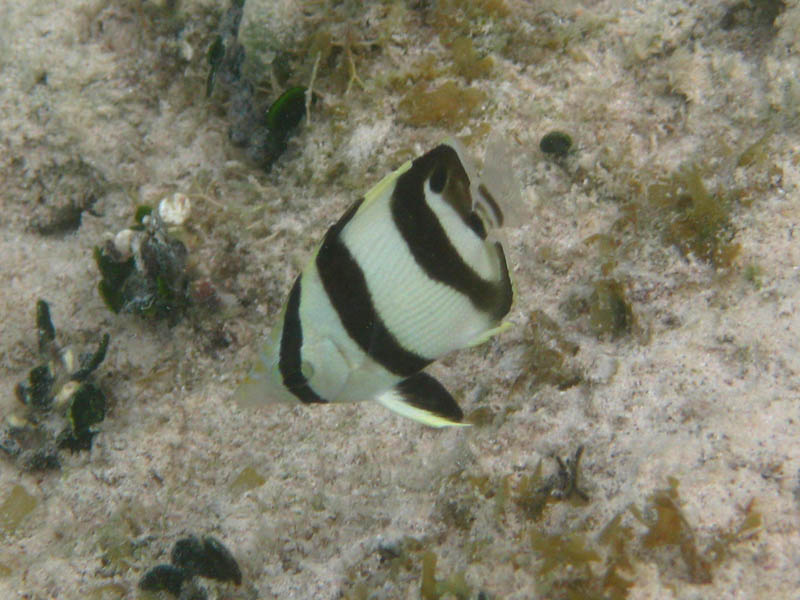 Banded butterflyfish - Chaetodon striatus (August 2008)