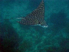Dotted eagle ray (August 2008)