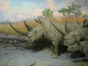 White Rhinoceros or Square-lipped Rhinoceros (August 2008)