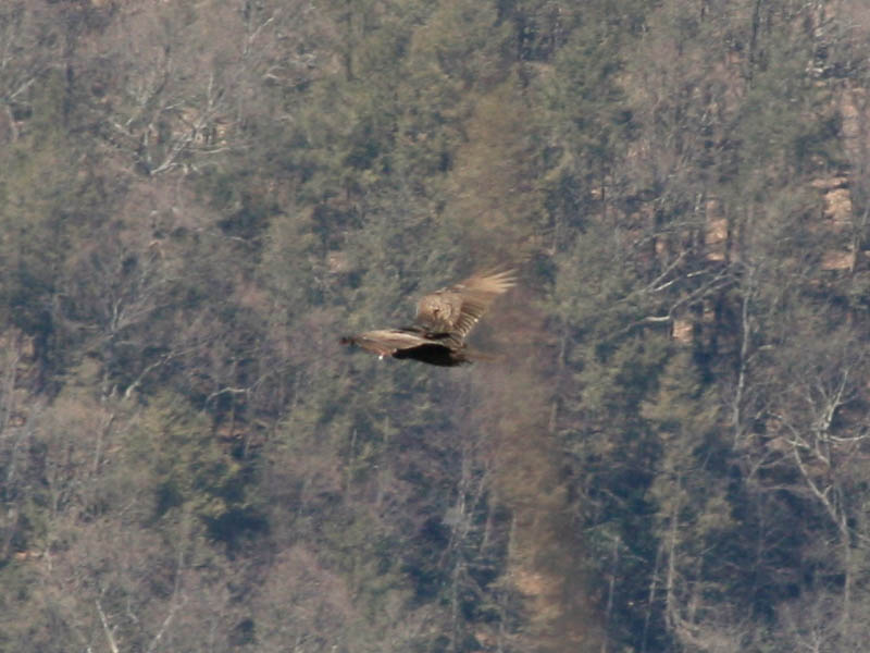 Turkey Vulture (Cathartes aura) (March 2008)