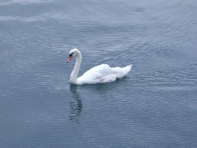 A walk around the Sheepshead Bay (April 2008)