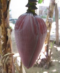 Banana bud (April 2008)