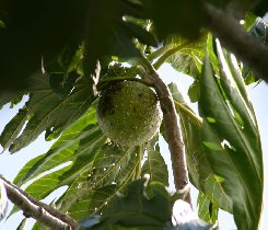 Breadfruit (April 2008)