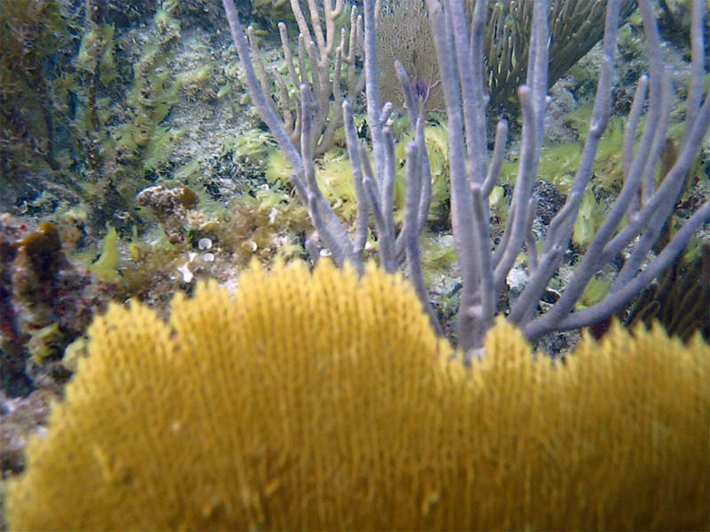 Plants in a sea garden? Not really! Corals. (April 2008)